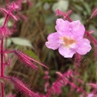 Strobilanthes pulcherrima T.Anderson